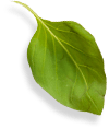 spinach leaf